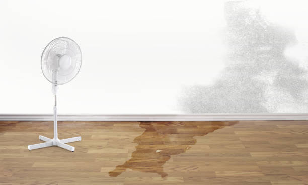 Best Carpet water damage restoration  in Trainer, PA