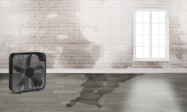 Best Basement water damage restoration  in Trainer, PA